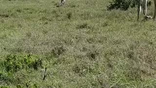 giraffe protecting its calf