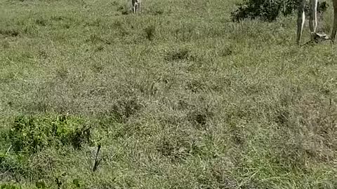 giraffe protecting its calf