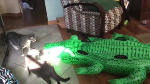 Cats Got Scared By A Fake Crocodile