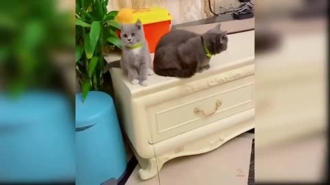 Two cats are playing with each other.