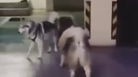 funny_dogs_comedy_videos!!_high_IQ_dogs