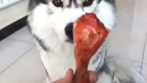 Dog with verry cuts and funny dog video