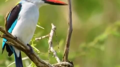 The Senegalese Alcyone reaches a length of 21-23 cm and a weight of 40-60 g.