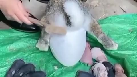 A rabbit gives birth to her young children in a strange way🐰