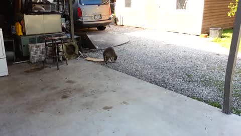Raccoon Steals Cats' Food (Original)