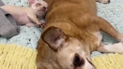 cute dog sleeping on the dog