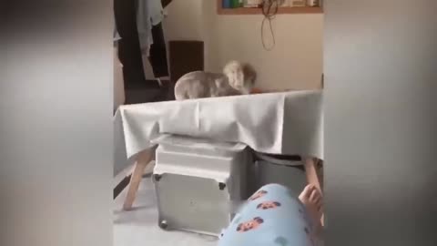 cute cat falling funny video