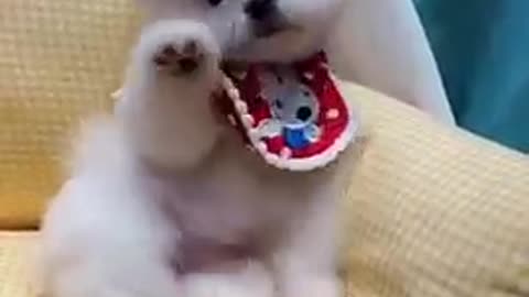 Funny dog