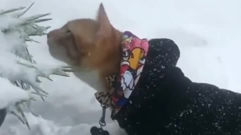 Funny cat in the snow