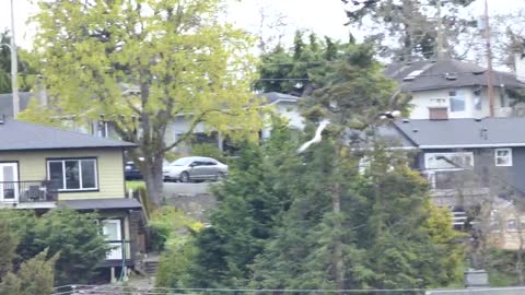 Ross Goose being chased by a Bald Eagle, Panama Flats, Victoria BC