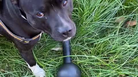 Dog Tries Walking Away with 10 Kilogram Weight