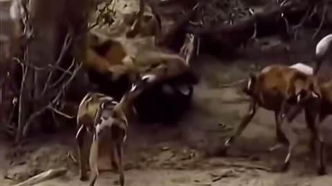 Fox vs Hyena fights who wins