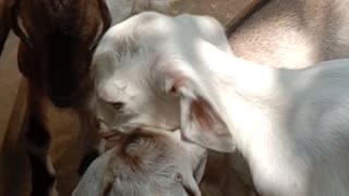 My goats daughter and son