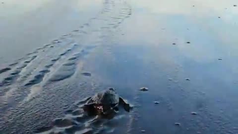 Turtles are going to sea