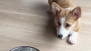 Corgi crawls to eat cereal for breakfast