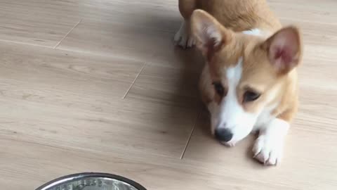 Corgi crawls to eat cereal for breakfast
