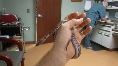 Baby Brazilian Rainbow Boa(1)