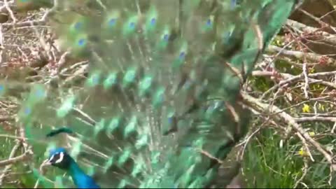 Peacock Mating | How Do Peacock Mating Real Video | Wild Animals Mating