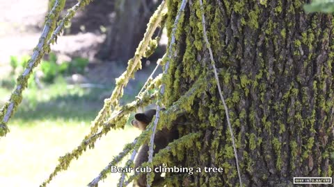 Mother Black Bear & Her Adorable Bear Cub in Sequoia National Park - California