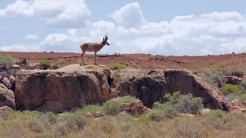 World of the Wild | Episode 5: The American Prairies