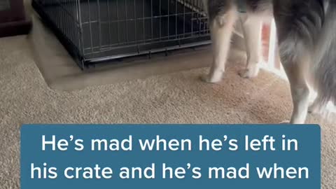 Husky mad at his owner 😂😂