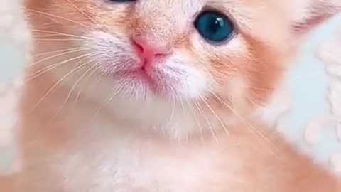 Cute Pussy