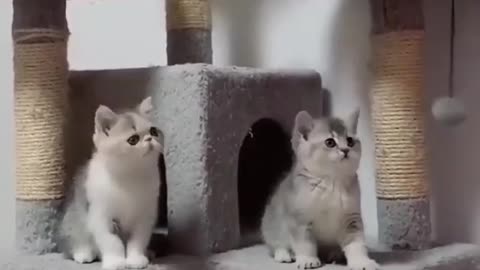 Cute Cats