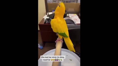 # FUNNY BIRDS AND #FUNNY PARROTS #shorts