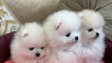 funny, fluffy, cute dogs