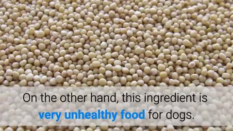 5 DOG FOODS THAT CAN BE DANGEROUS!