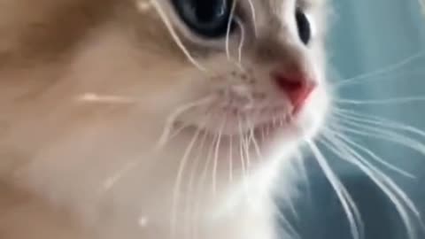 Best Funny cat videos 2023😸