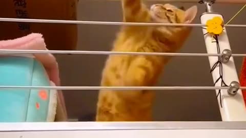 Funny Cat And Human Badminton Playing _ Funny Cat Playing _ Animals Funny Videos #shorts #cat