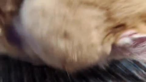Cat Warbles When Groomed