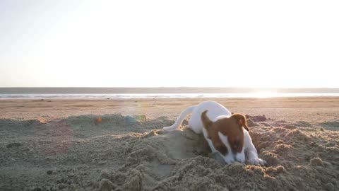 Little Jack Russell puppy playing on the beach digging sand, slow motion