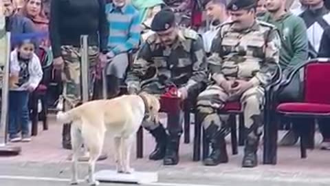 BSF Dog Parade At Jammu Suchetgarh
