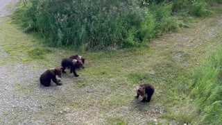 Mama Bear Walks With Her Four Cubs in Katmai National Park