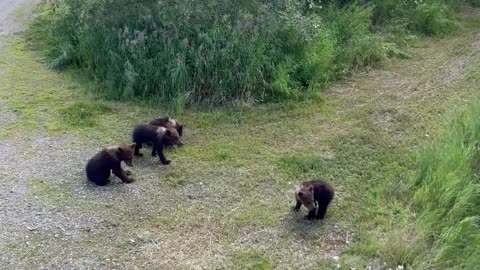 Mama Bear Walks With Her Four Cubs in Katmai National Park