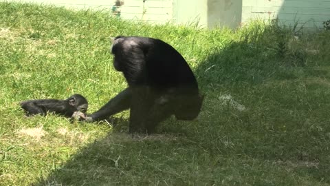 Bonobo Ape's Cute Shenanigans: Pulling Baby Brother in the Grass