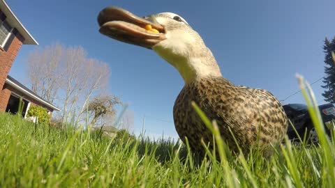 Curious duck eats Goldfish