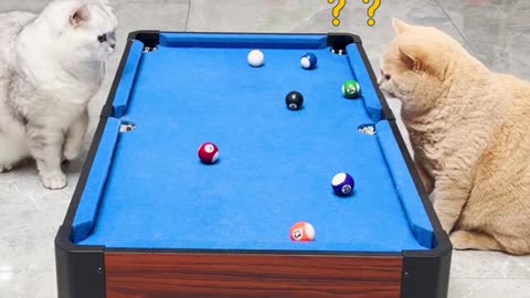 Two cats play pool game with fun 😍😅😆