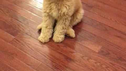 Young cute golden doodle puppy dog has learned to sit and stay like a good boy!