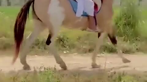 Beautiful Horse Walk