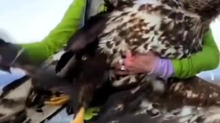 Aves mutiladas por generadores eolicos
