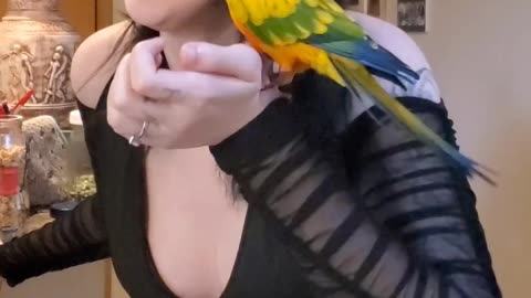 Baby Parrot Can't Stop Kissing Us! #funnyanimals #parrot #cuteanimals #birds