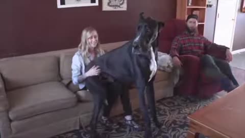 A Nevada couple is convinced their dog “Rocko” is part horse and that he could be the tallest living