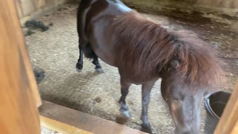 Mini Horse Licorice Getting Let Out 07.2021