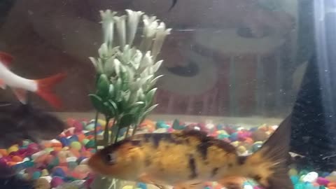 My aquarium fish trying to get food