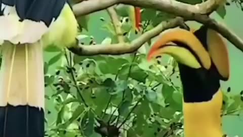 Cute Beautiful Birds 😍 Part-01