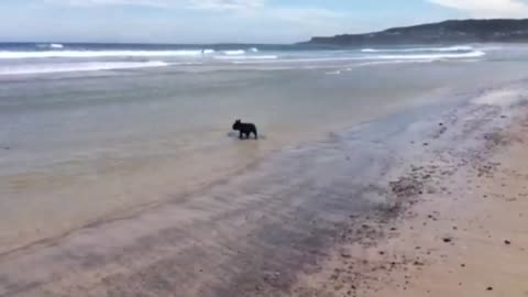 Surfer French Bulldog Showing Off Her Skills!