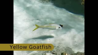 Yellow Goatfish